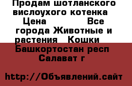 Продам шотланского вислоухого котенка › Цена ­ 10 000 - Все города Животные и растения » Кошки   . Башкортостан респ.,Салават г.